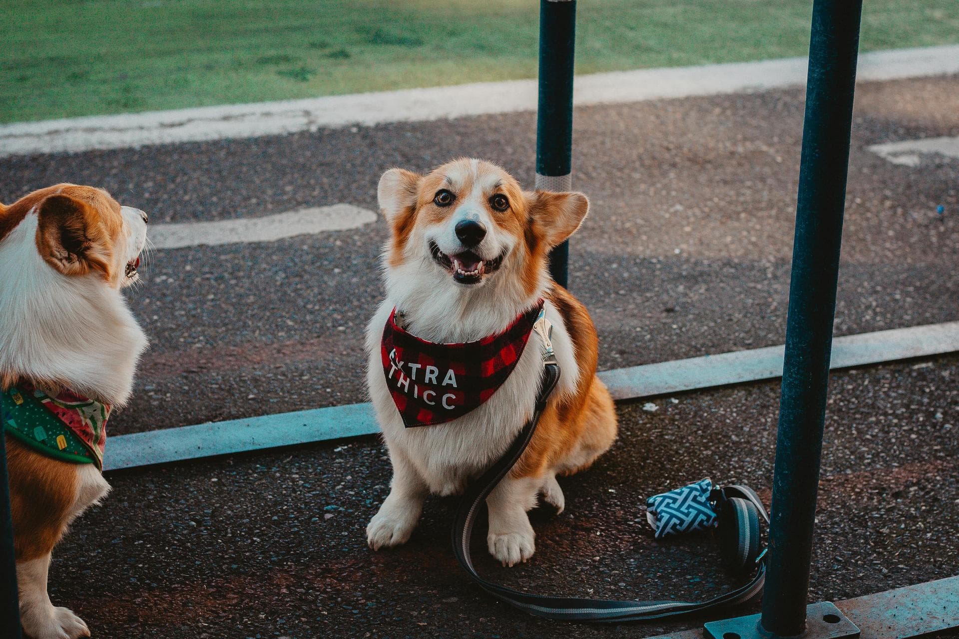 Dog & Cat Vets in Bozeman