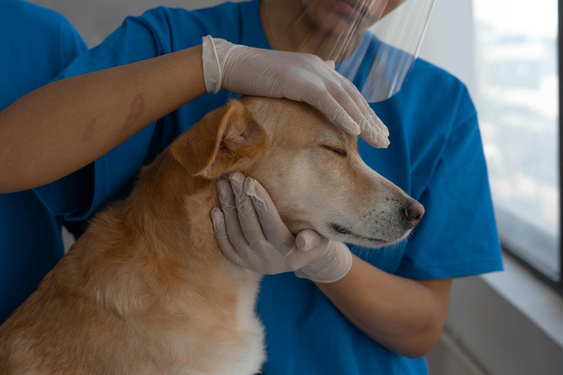 Emergency vets in Bozeman