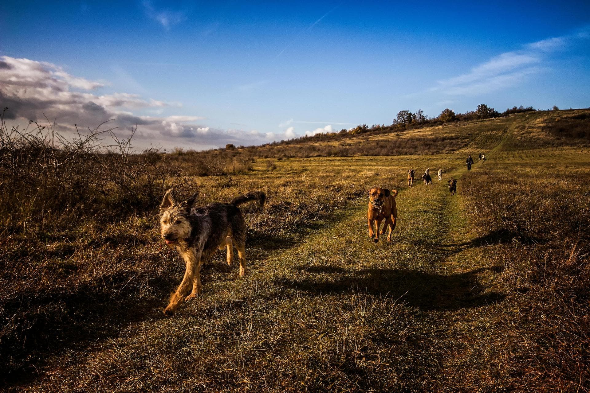 Specialist Vets in Bozeman